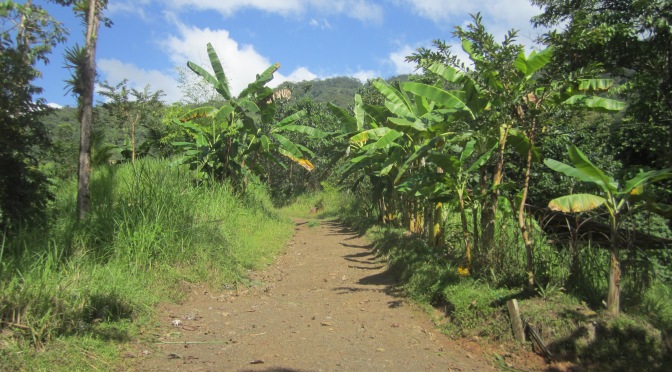 The Jungle Permaculture Farm of Costa Rica